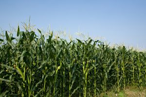 Using crop-based biofuels - such as maize and rapeseed - can have unintended environmental impacts
